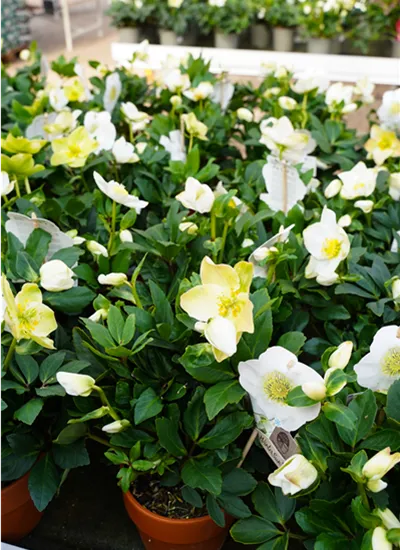 Christrose