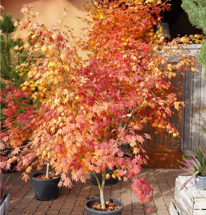 Acer X pseudosieboldianum "North Wind"