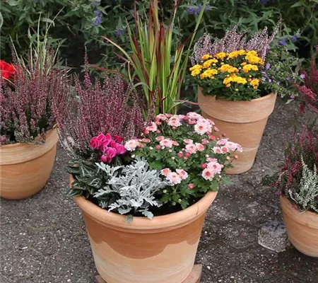 Blumenkübel - Bepflanzung für den Herbst