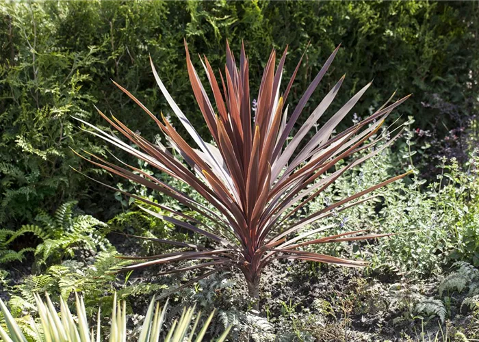 Keine Angst vor Exoten! Sie wachsen auch in Ihrem Garten Keine Angst vor Exoten! Sie wachsen auch in Ihrem Garten