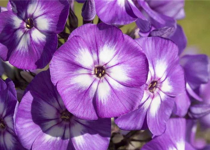 Schönheit zum Essen: essbare Blüten peppen jede Mahlzeit auf